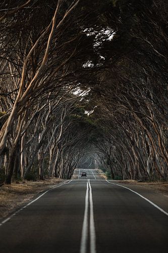 Under the eucalyptus canopy