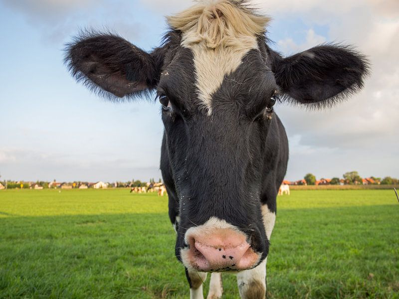 Portrait of Dutch cow by Frank Hoekzema