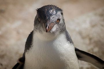 Pinguin  rockhopper van Danielle Martina