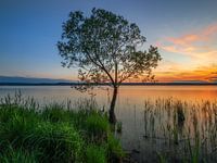 De boom bij het meer