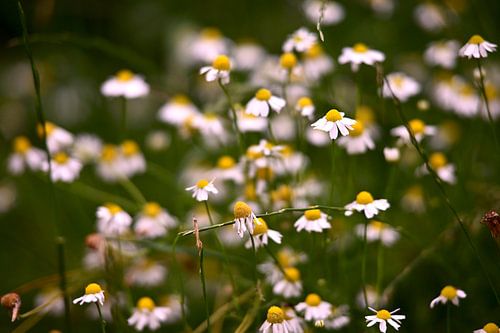 Camomille en gros plan