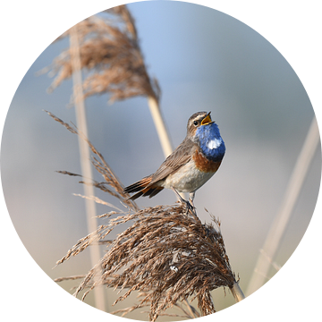 Blauwborst 1 van Hans Ammerlaan