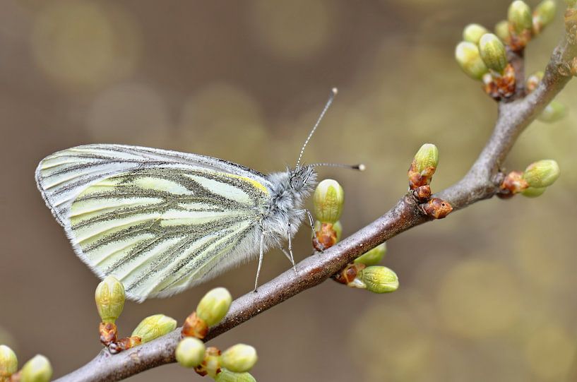 Butterfly cabbage white butterfly by Violetta Honkisz