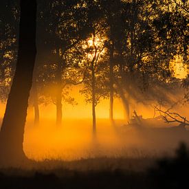Kleurrijke zonsopkomst in het mistige bos van Jeffrey Hol