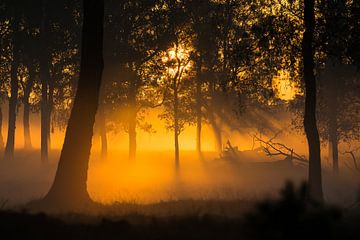 Kleurrijke zonsopkomst in het mistige bos van Jeffrey Hol