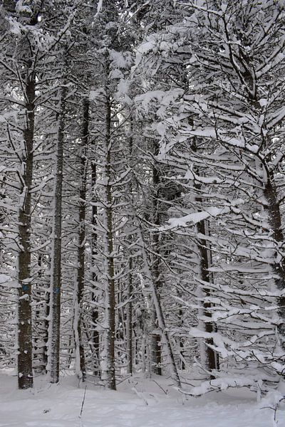 A snowy pine forest by Claude Laprise