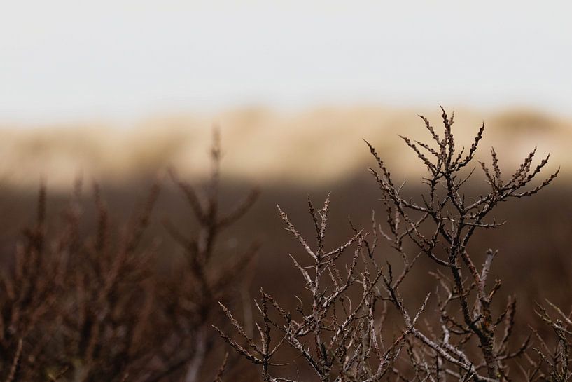 Dunes in the Westduinpark in Scheveningen by Anne Zwagers