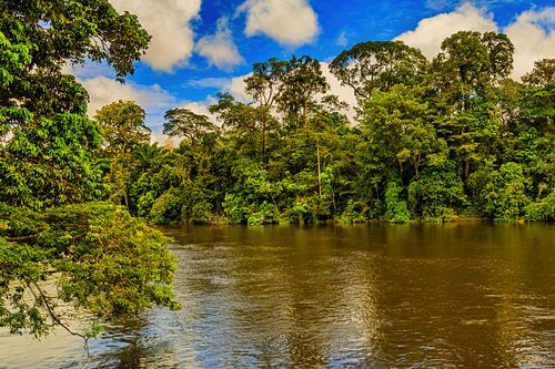 Het oerwoud van Suriname bij Awaradam