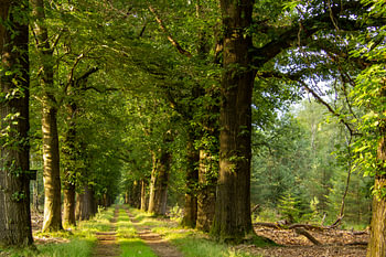 Promenade dans les bois de la Veluwe, à l'heure dorée.