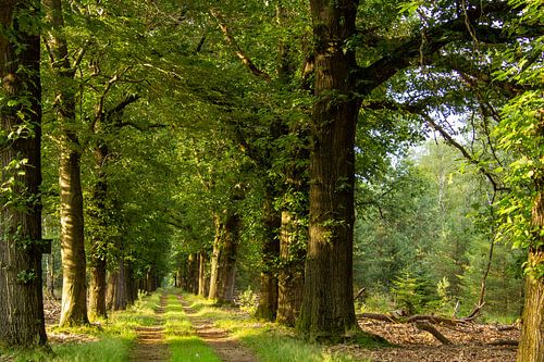 Wandelen door het bos van de Veluwe, tijdens het gouden uur.