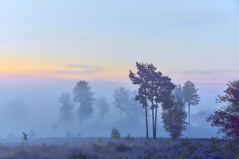 Sunrise on the purple heath by Ad Jekel