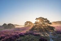 Zonsopkomst op de prachtig paars bloeiende heide