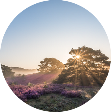 Zonsopkomst op de prachtig paars bloeiende heide