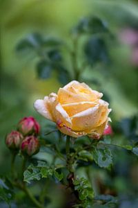 Regentropfen auf zarter Rosenblüte