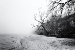 Arbre, plage et mer