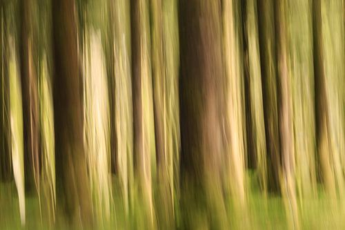 Résumé de l'ICM des forêts