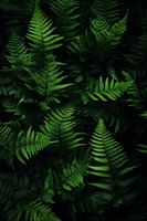 Fern