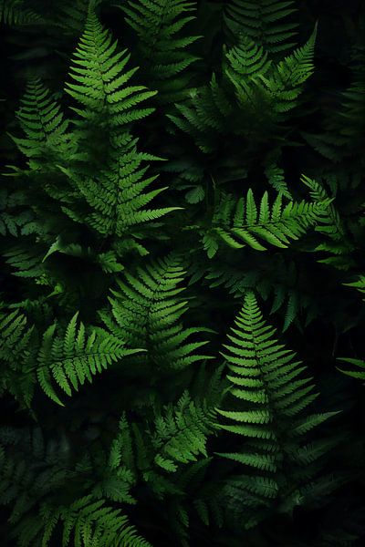 Fern by haroulita