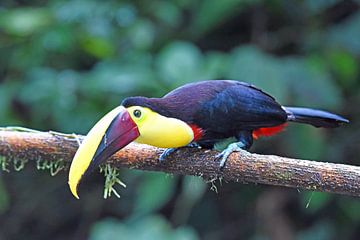 Toucan à bec noir, une grande espèce de toucan d'Amérique centrale et d'Amérique du Sud sur Rini Kools