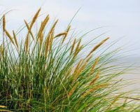 Schiermonnikoog - Bloeiend helmgras op een zachte zomerdag