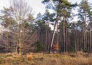 Velhorst estate - Lochem (Netherlands) by Marcel Kerdijk thumbnail