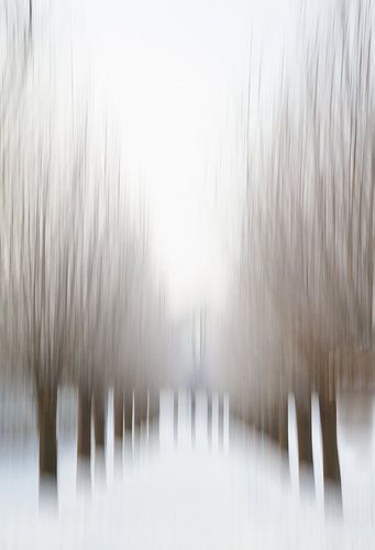 Winter - Willows - Park