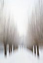 Winter - Weiden - Park von Ingrid Van Damme fotografie Miniaturansicht