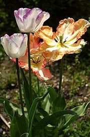 Tulpen von Antonie van Gelder Beeldend kunstenaar