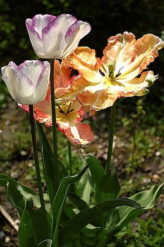 Tulpen