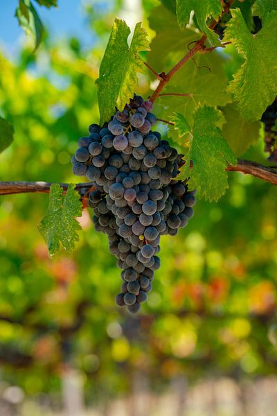 Vigne de raisin de Toscane par Leo Schindzielorz