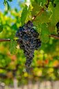 Vigne de raisin de Toscane par Leo Schindzielorz Aperçu