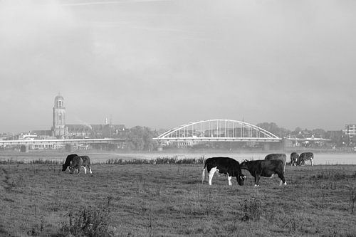 Deventer cows in the fog