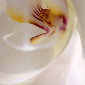 orchid von Luchiena Heine