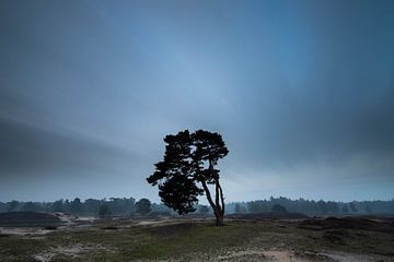 The lonely tree, Zeist Heidestein Utrecht Ridge! by Peter Haastrecht, van