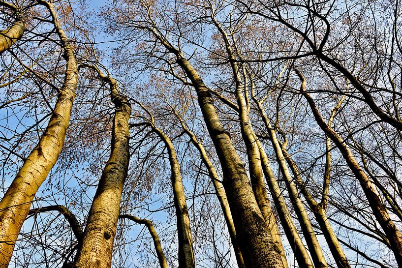 Trotse berken in lentezonlicht van Silva Wischeropp