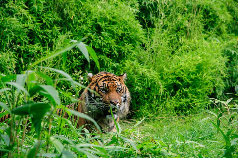 Tijger in het gras van Thomas Poots