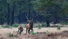 Wetterfahne auf der Lauer. von Albert Rap