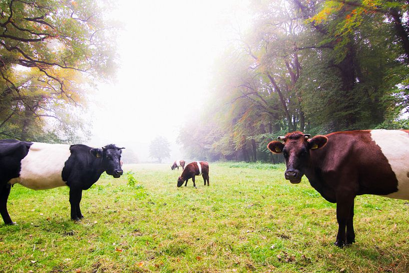 Cows in the fog by Maureen Materman
