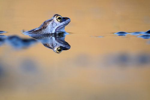 Blue Monday  van michel verhoeven