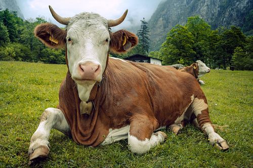 Alpen cows at Königssee in Berchtesgadener Land