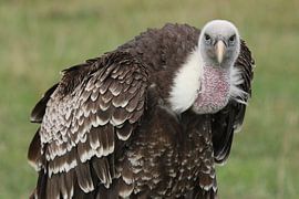 Vautour de Rüppells (Gyps rueppelli) sur Ronald Pol