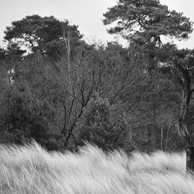 Een boomstam voor de dennen in zwart-wit van Gerard de Zwaan