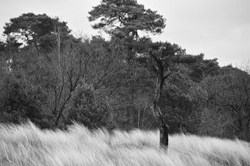 Een boomstam voor de dennen in zwart-wit