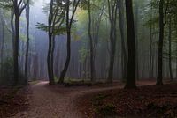 Speulder forest near the Solse gat, Putten