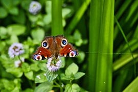 Blick auf einen Schmetterling an einem See bei Allstedt von Andreas Völkel
