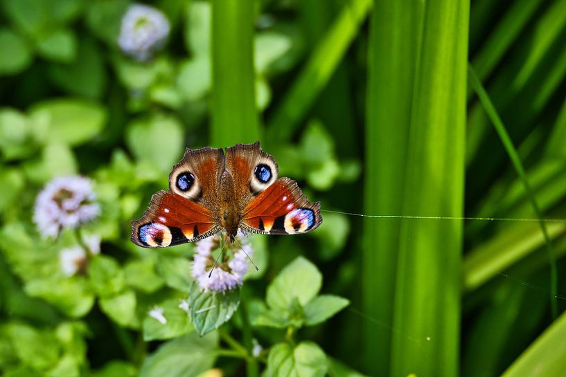 Vue d'un papillon au bord d'un lac près d'Allstedt par Andreas Völkel