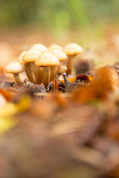 Autumn - Paddestoelen by Chantal Cornet