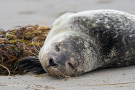 Young seal on the beach by Marcel Jagt