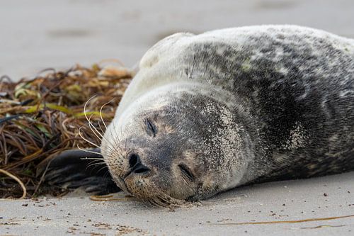 Jonge zeehond op het strand