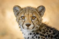 Portret jachtluipaard / cheetah